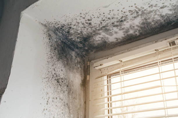 Affordable Crawl Space Mold Remediation solutions in Martinsville, NJ